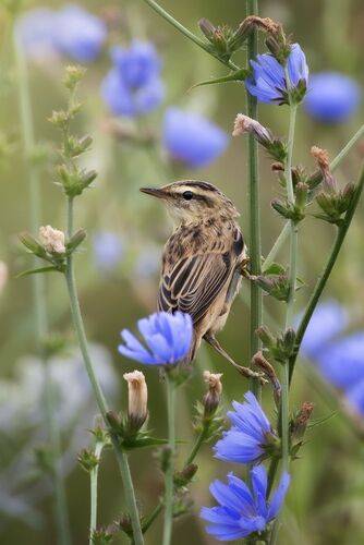 Камышовка-барсучок 