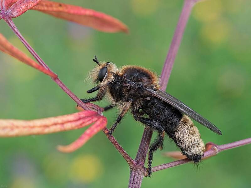 ктырь, лафрия #муха13 фото превью