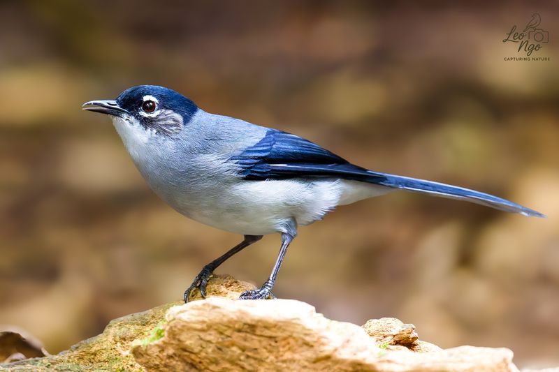 Black-headed Sibia (Heterophasia desgodinsi) фото превью