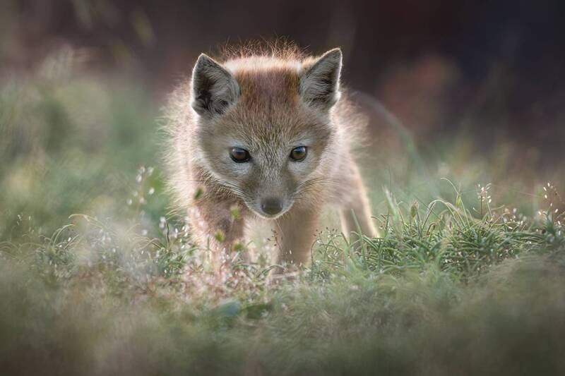 корсак, калмыкия, степная лиса, корсачонок, лиса, лисята, лис, лисенок, дикая природа, wildanimals, корсачата, vilpus corsac, corsac, корсаки, маныч, маныч-гудило, черные земли Юный исследователь фото превью