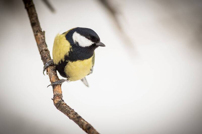 Синица фото превью