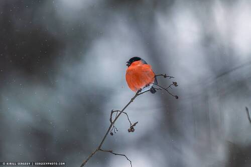 Снегирь | bullfinch