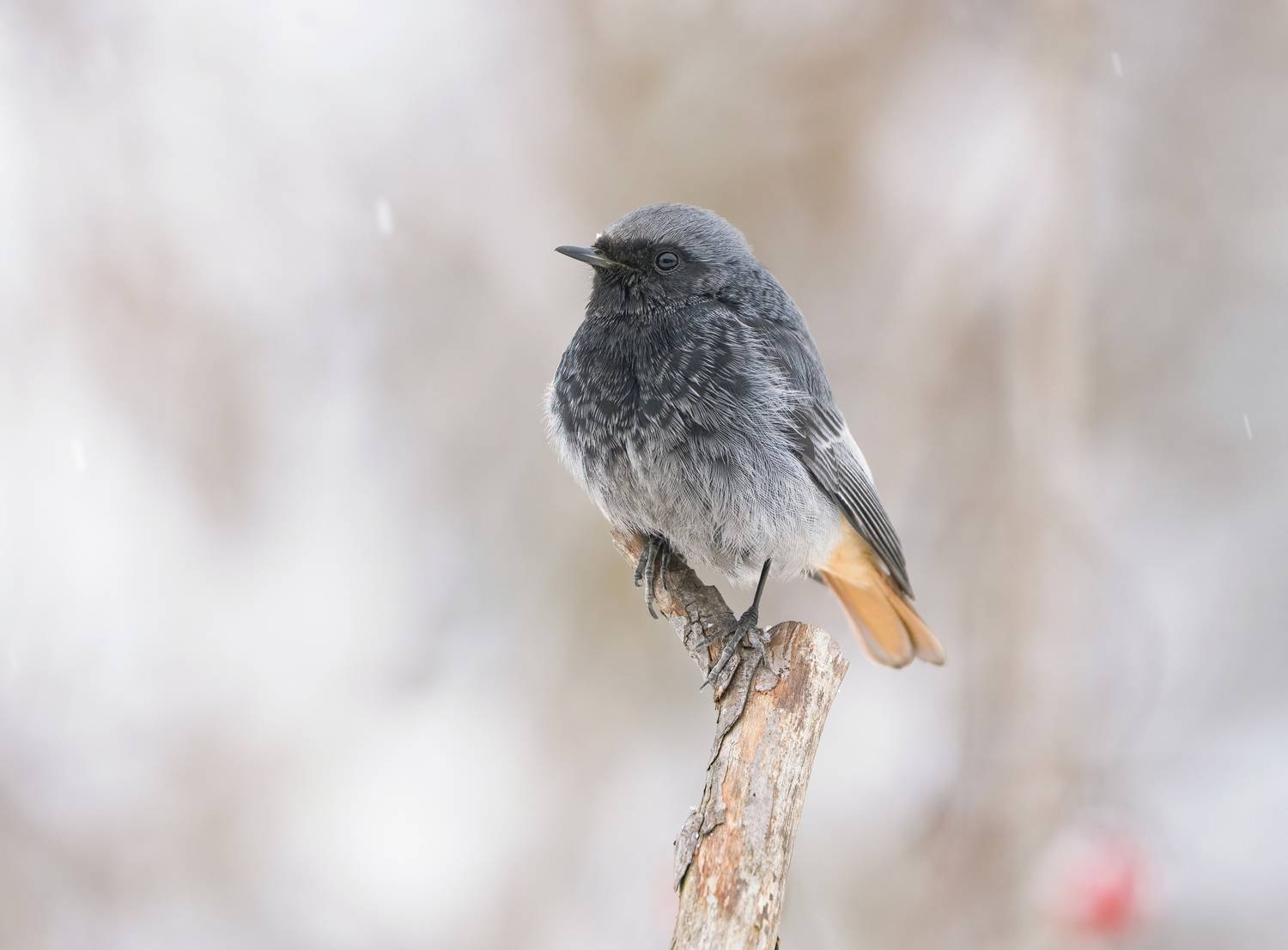 птицы, природа, зима, Андрей Киселёв