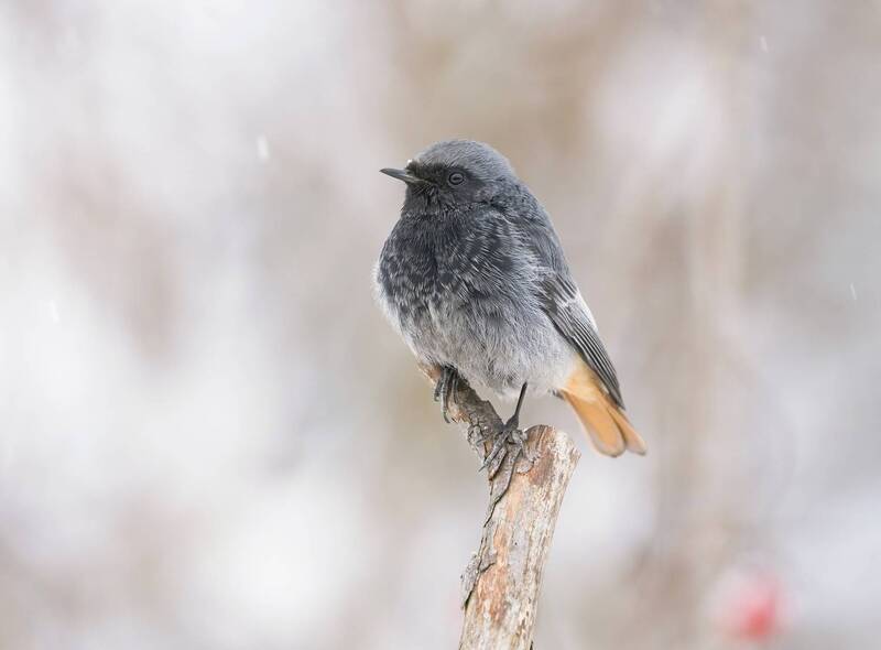 птицы, природа, зима Горихвостка чернушка фото превью