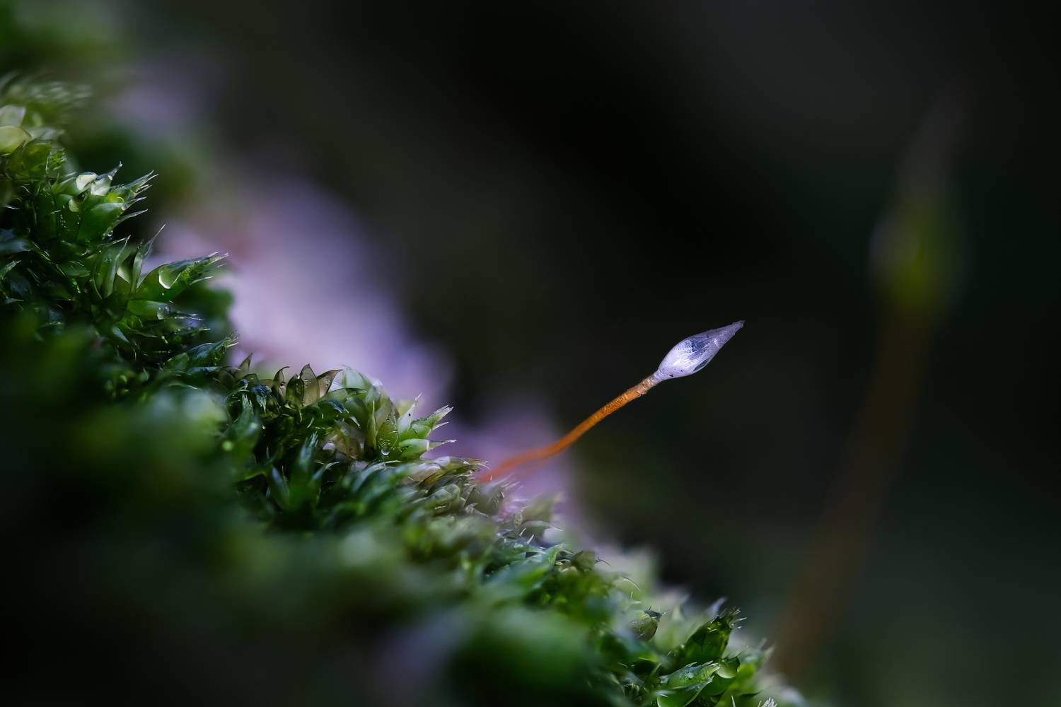 макросъёмка, макромир, макрофото, макросъемканасекомых, макро_насекомые, мирнасекомых, насекомые, жуки, бабочки, энтомология, природа, фауна, красотаприроды, фото_насекомых, фотоприроды, природавокруг, увеличение, ультрамакро, интересныенасекомые, подприц, Васильев Роман