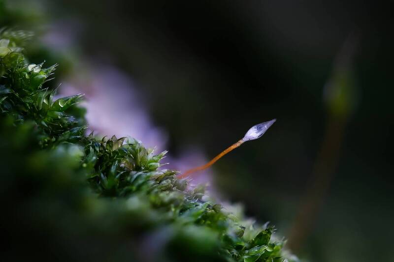 макросъёмка, макромир, макрофото, макросъемканасекомых, макро_насекомые, мирнасекомых, насекомые, жуки, бабочки, энтомология, природа, фауна, красотаприроды, фото_насекомых, фотоприроды, природавокруг, увеличение, ультрамакро, интересныенасекомые, подприц Артефакт фото превью