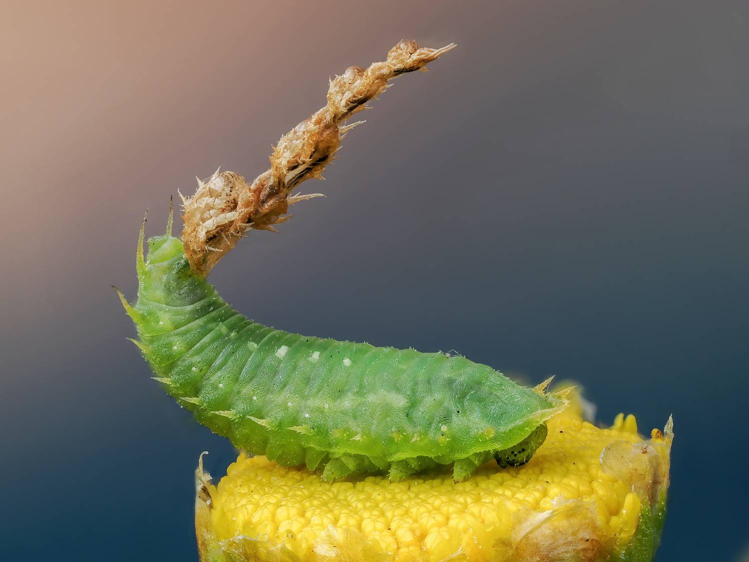 макросъемка, насекомые, щитоноска, Глеб Коровко