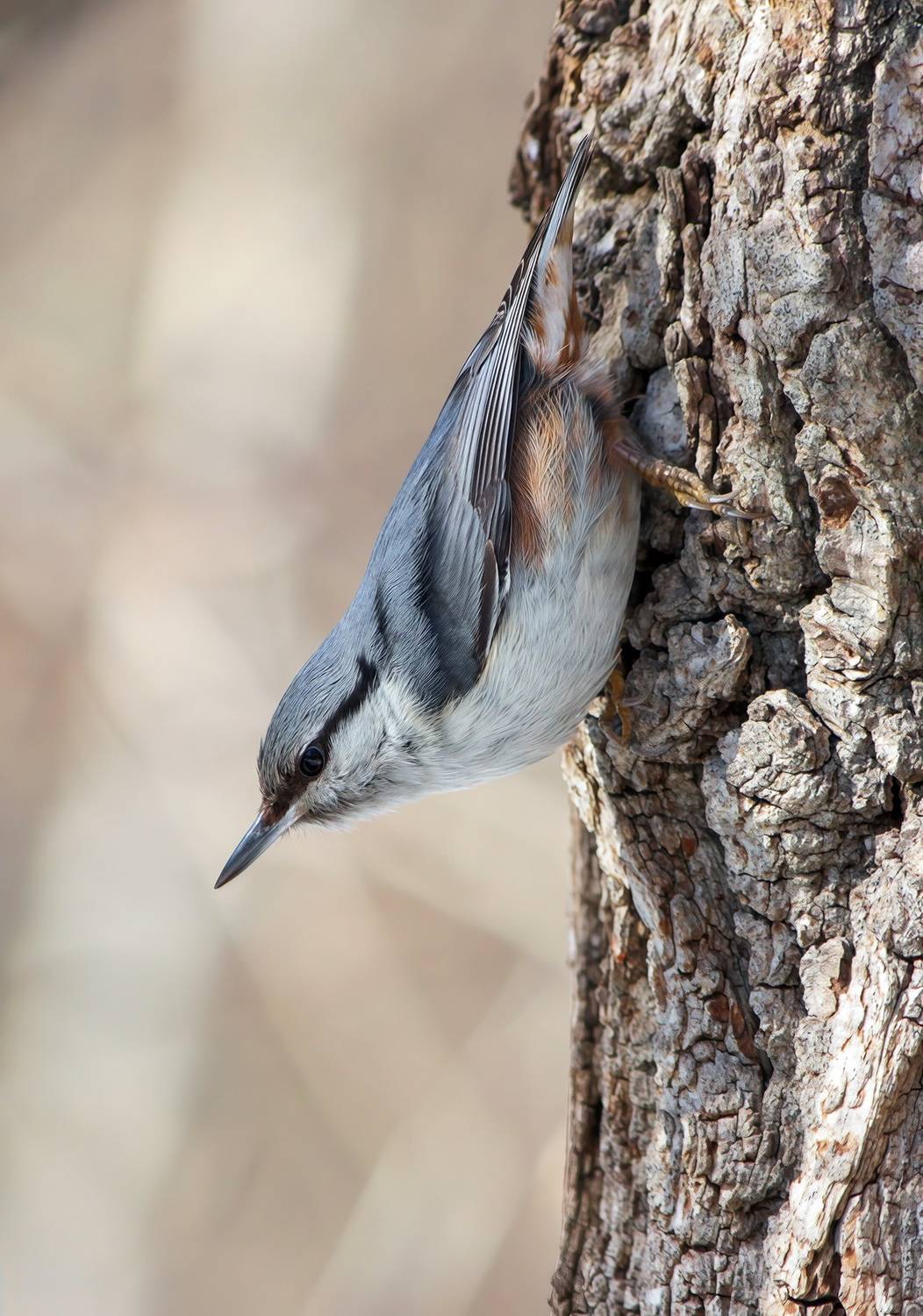 поползень, обыкновенный поползень, ямщик, sitta europaea, КарОл
