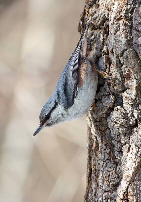 поползень, обыкновенный поползень, ямщик, sitta europaea Обыкновенный поползень (Sitta europaea) фото превью