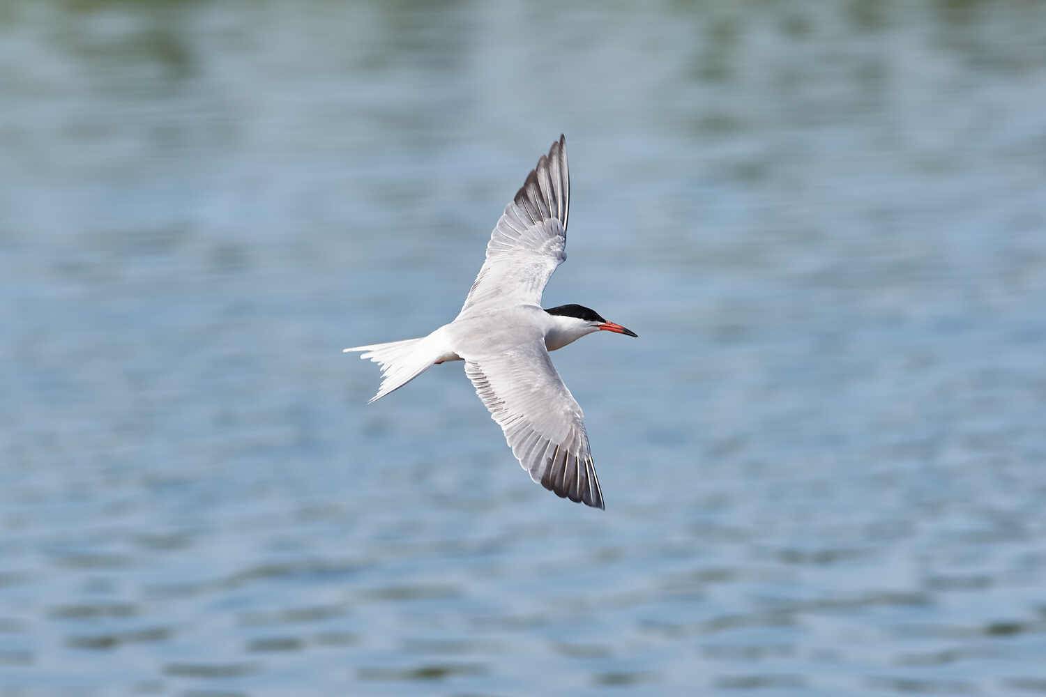 речная крачка, птицы, Павел Сторчилов