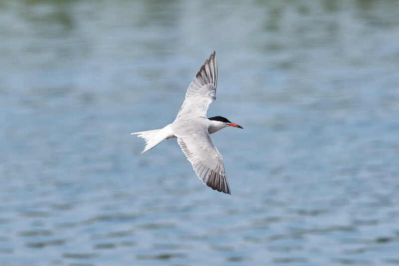 речная крачка, птицы Речная крачка фото превью