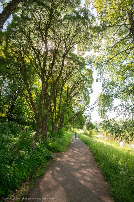 Leningrad region, Russia, bank, summer, Ленинградская область, Мариенталь парк, Мариентальский пруд, Павловск, Россия, Славянка река, берег пруда, лето Прозрачность фото превью