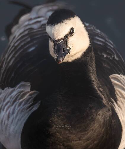 Белощекая казарка