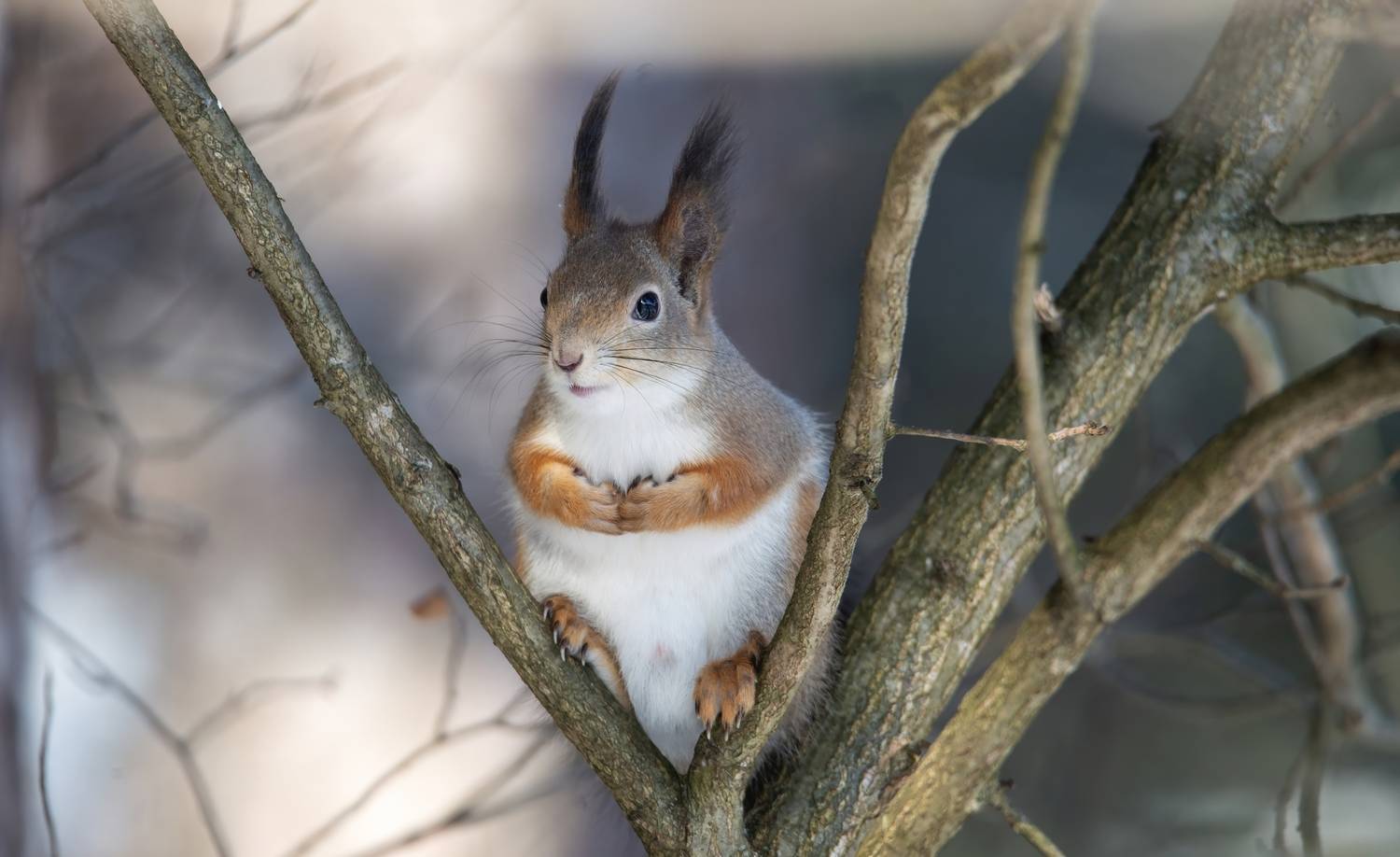 , Железнова Людмила