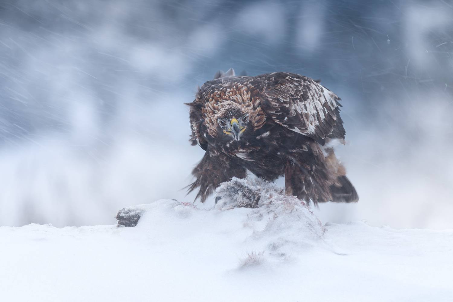 беркут, golden eagle, птицы, хищник, птица, birwatching, фотоохота, природа, лес, зима, снегопад, снег, Беларусь, Михаил Ездаков