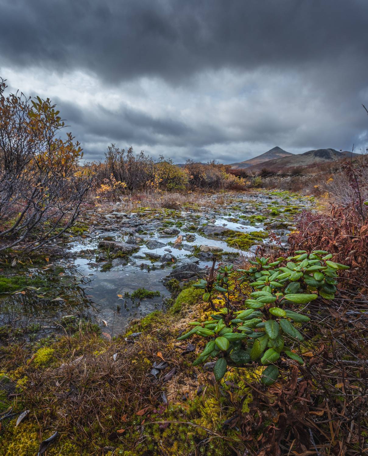 , Андреев Николай