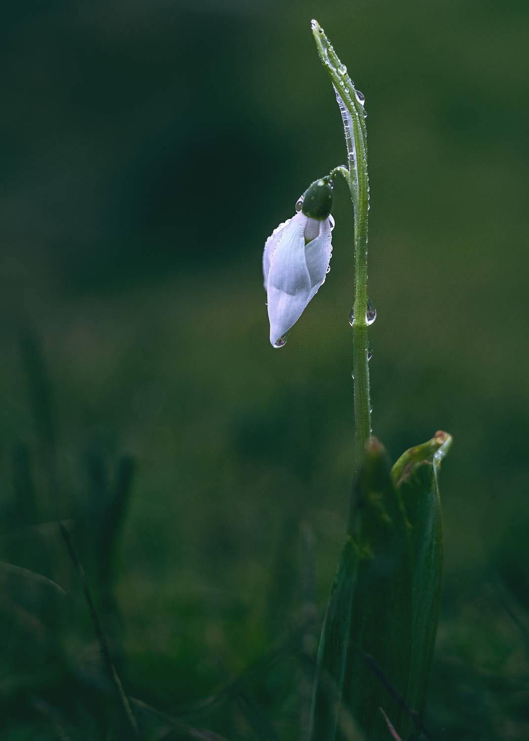 , Бобчева Веселина