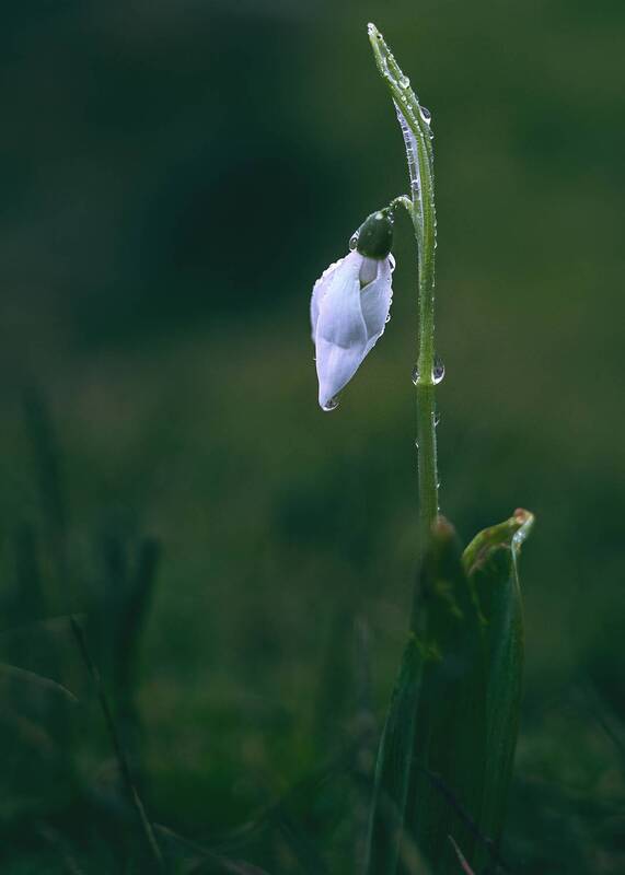 Tiny worlds, held in a drop of light фото превью