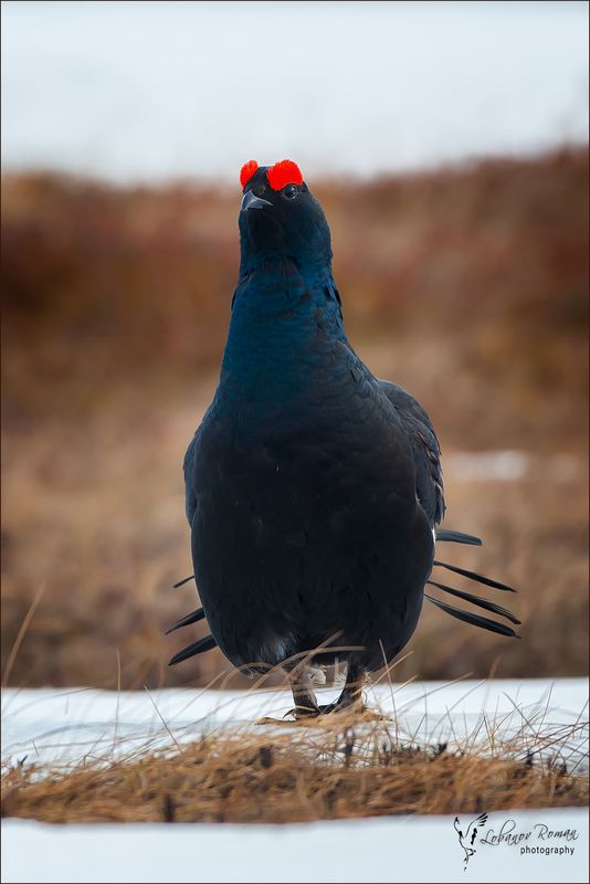 Красавчег... фото превью