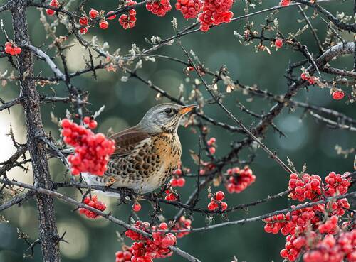 На красной облепихе 2 ФОТО