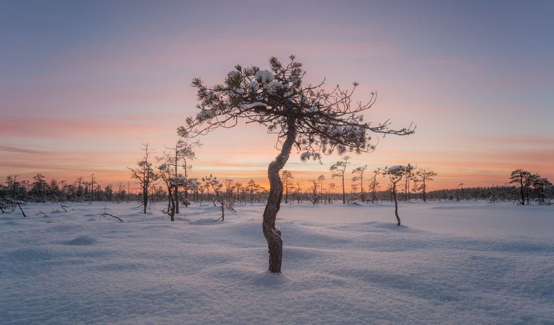 Замок во главе бонсая  фото превью