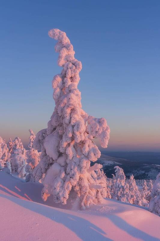 Ёлочка Аргыджека фото превью
