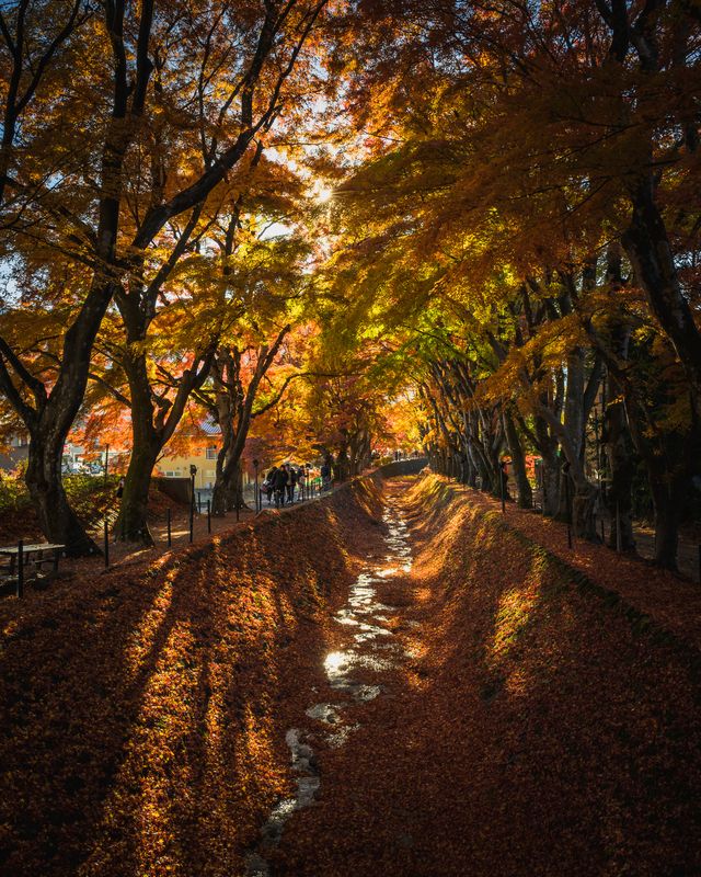 Momiji фото превью