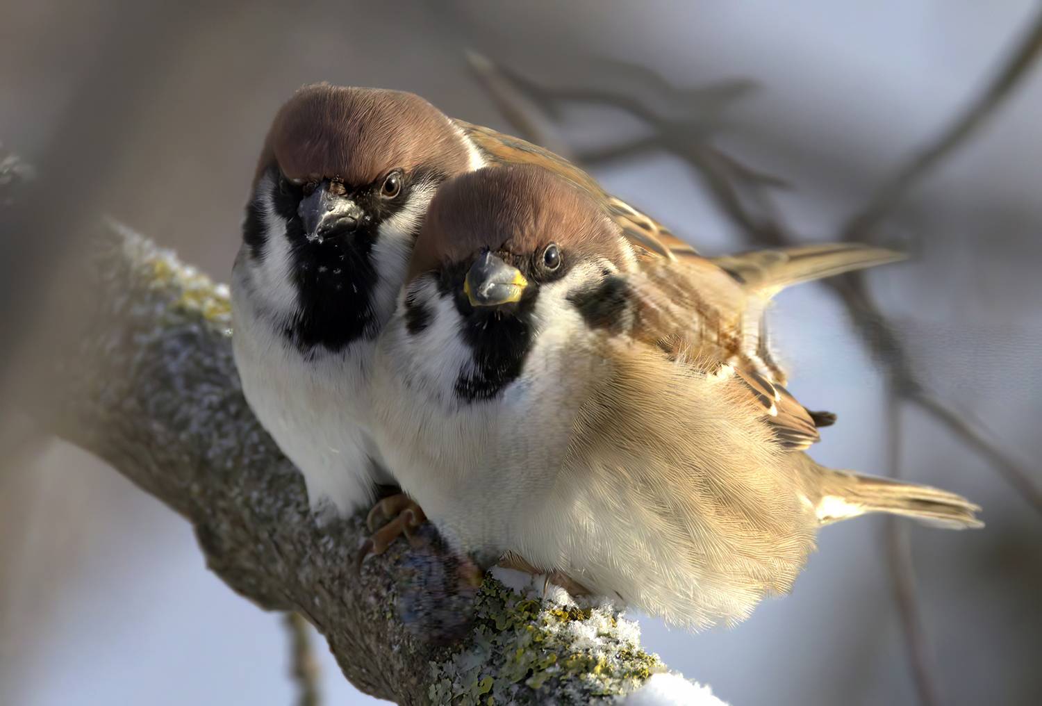 , Волынский Виктор