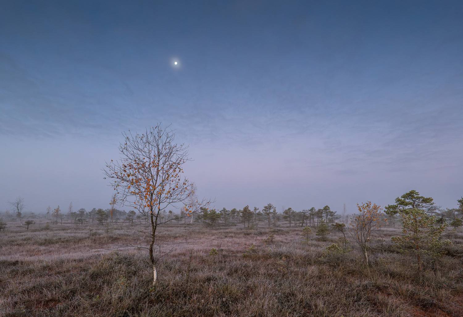 , Гордон Николай