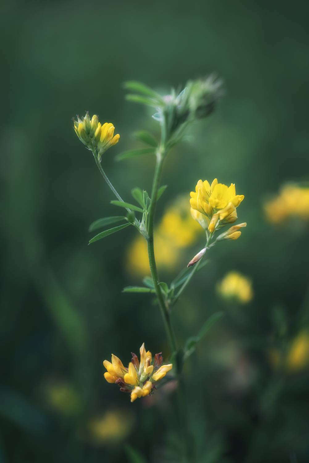 , Людмила Завьялова