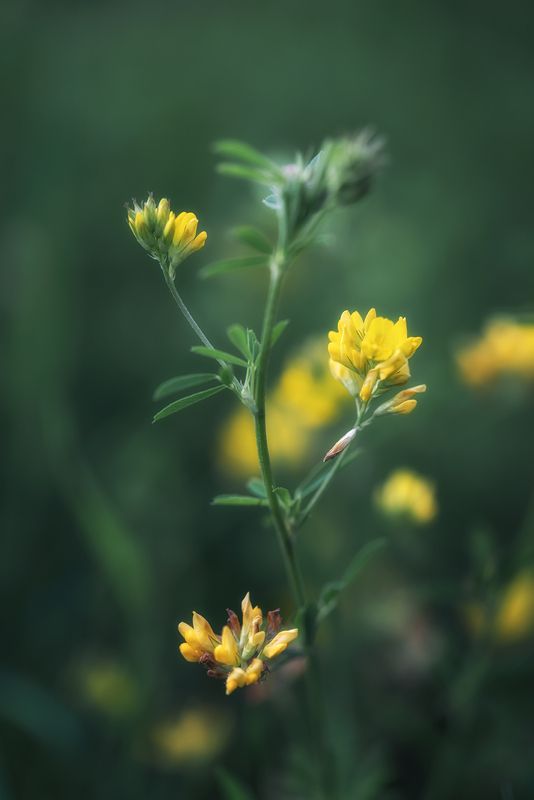 *** фото превью