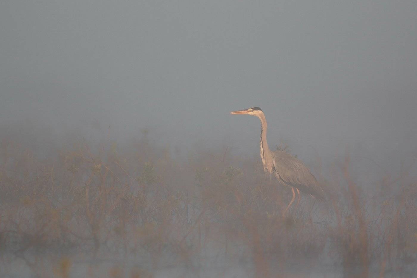 , Дмитрий Вилюнов