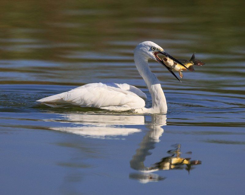 .... фото превью