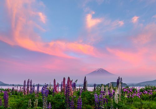 Sunset glow and Lupine