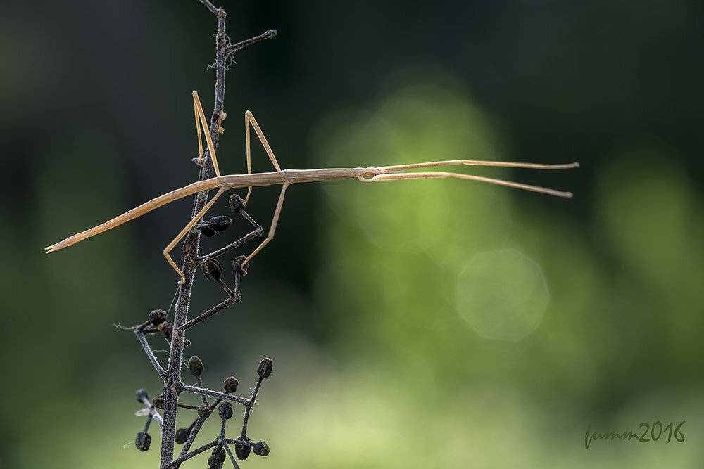 , Игорь ФУММ