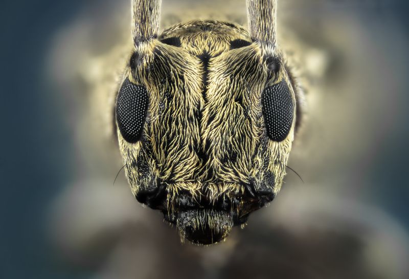 macro wild insect nikon Extreme Macro фото превью