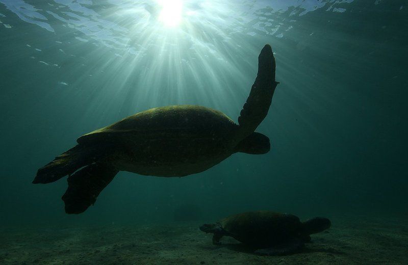 Черепаха Черепахи фото превью
