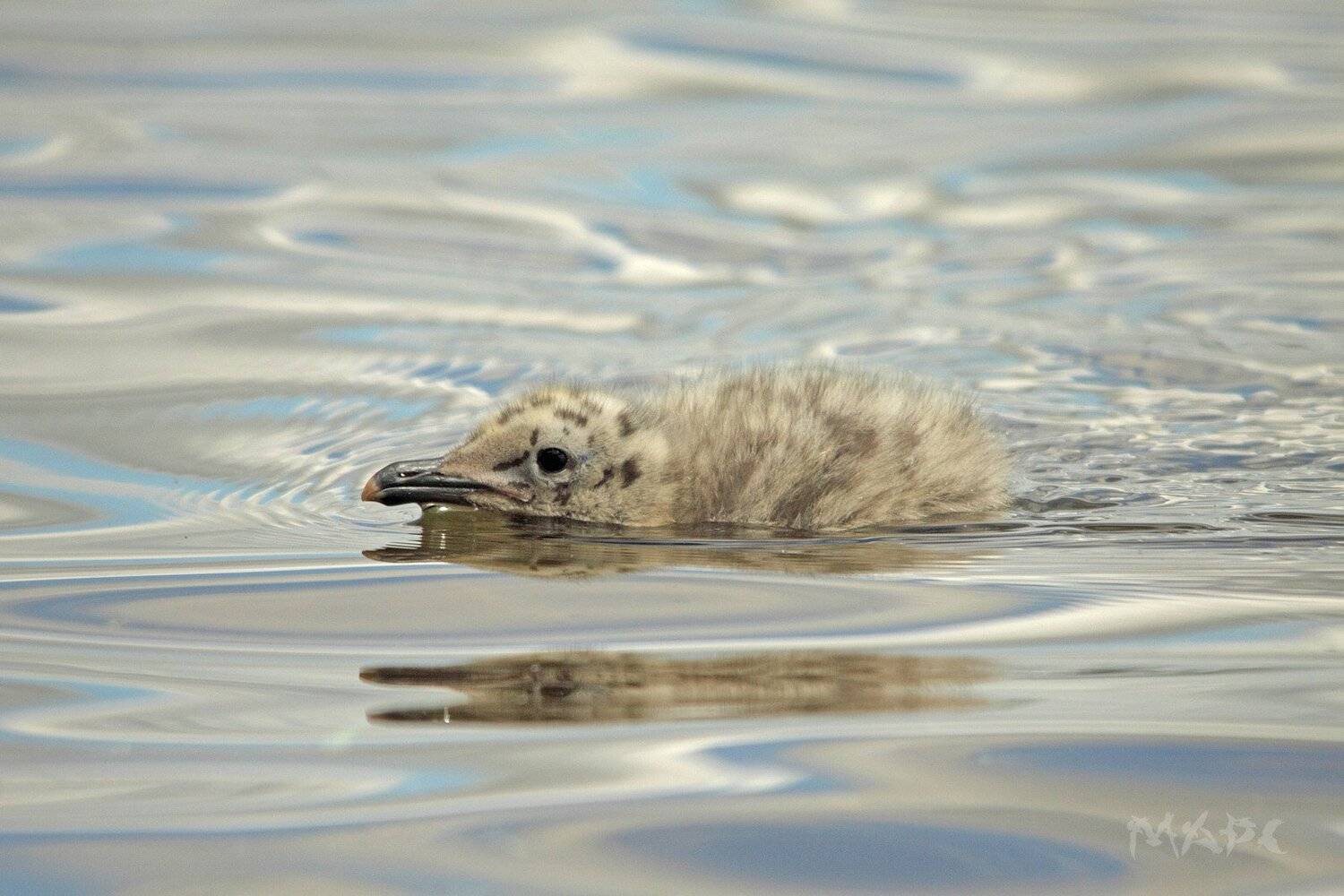 , Шангареев Марс