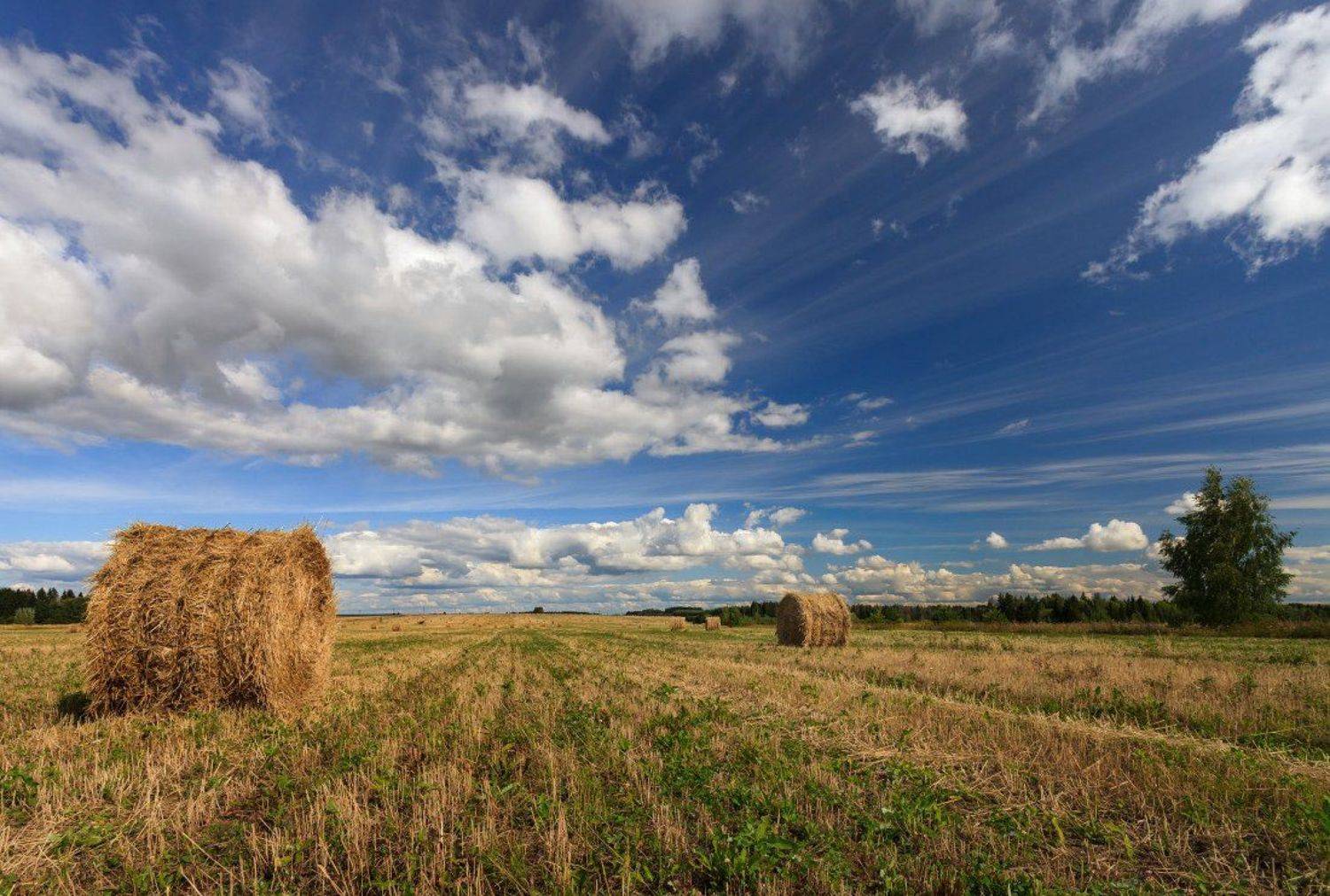 Поле трава сено рулоны лес облака лето, Георгий Машковцев