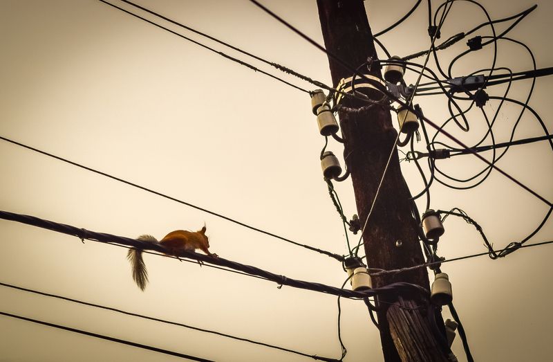 High Voltage!!! фото превью