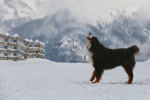 Альпийский спасатель