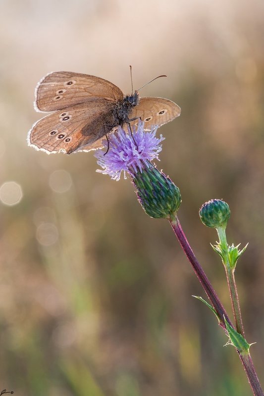 Bokeh, Butterfly, Flowers, Insect, Macro, Makro, Nature, Wildlife Aphantopus hyperantus фото превью