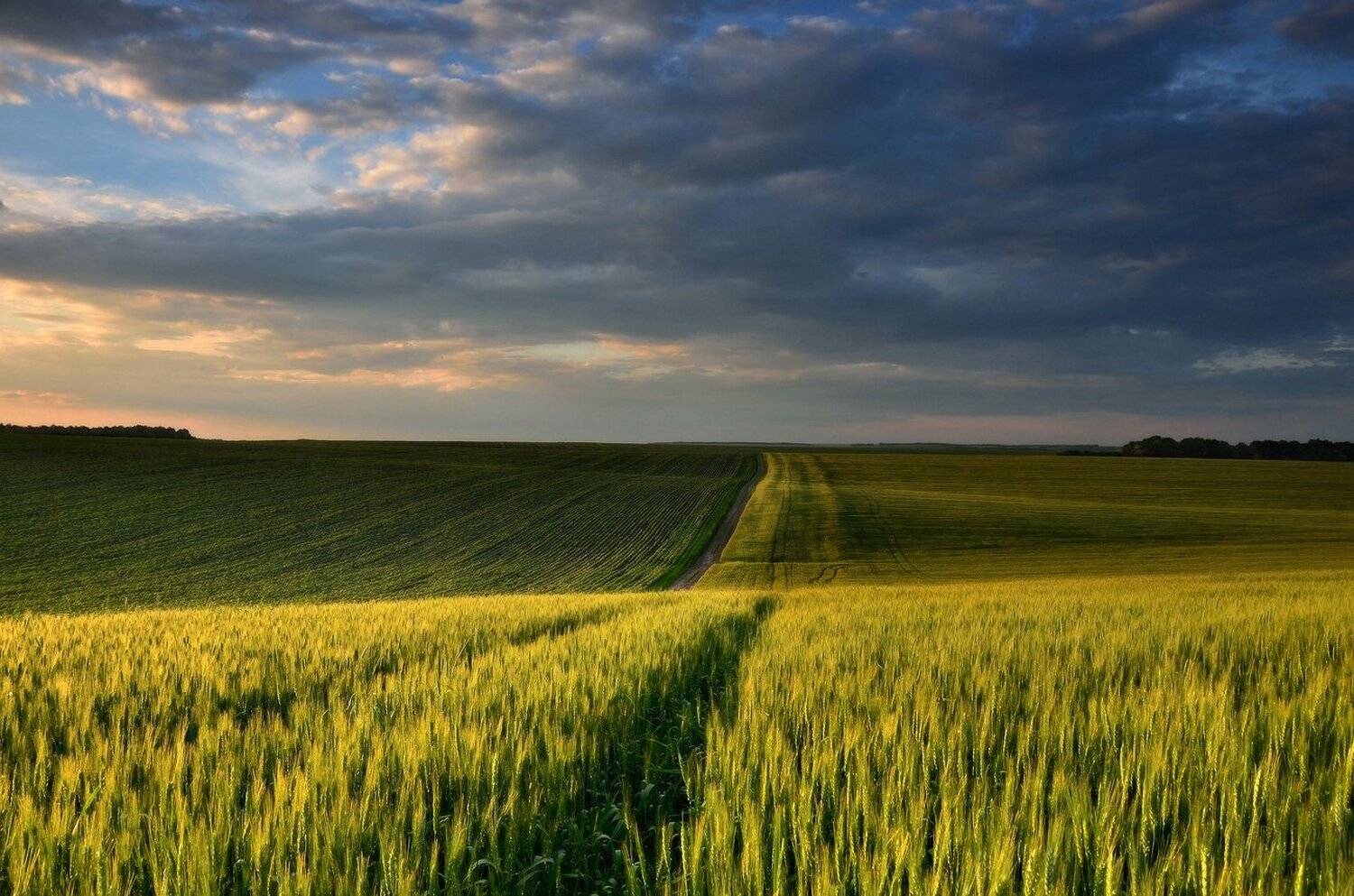 , Животков Андрей