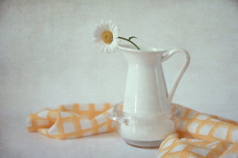 июньские ромашки фото превью