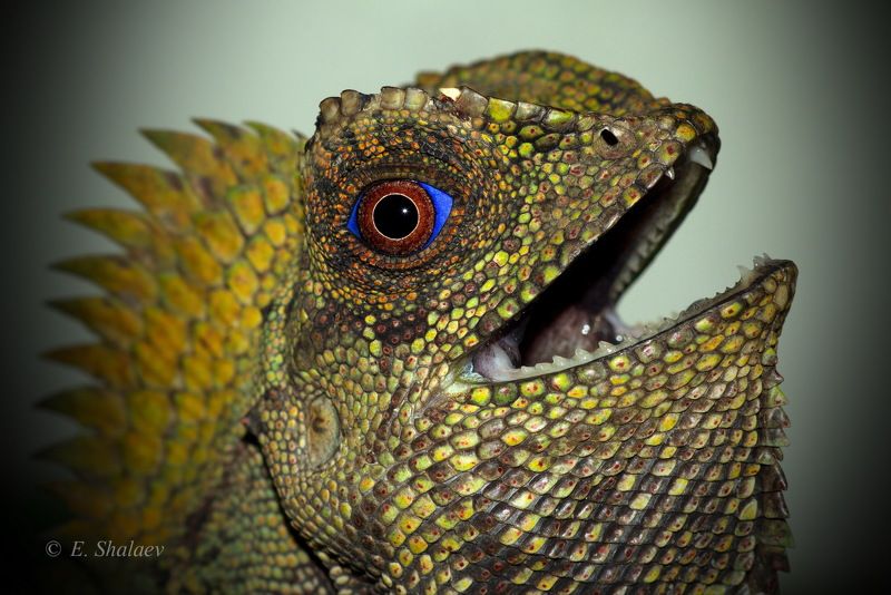 Gonocephalus chamaeleontinus, Lizards, Reptilia, Гоноцефал хамелеоновый, Рептилии, Ящерица Гоноцефал хамелеоновый - Gonocephalus chamaeleontinus фото превью