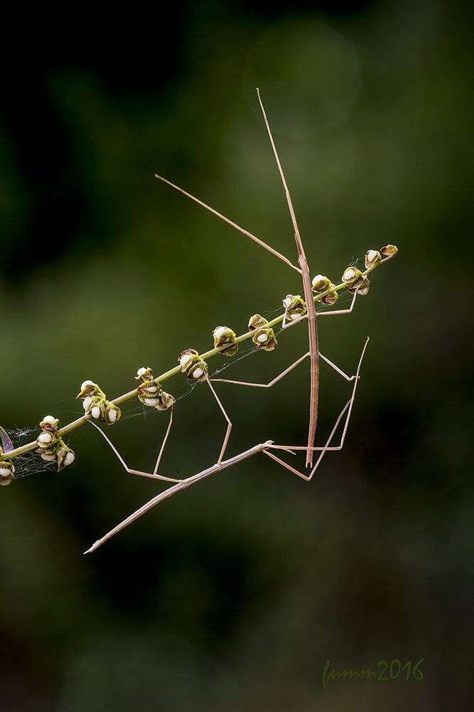 , Игорь ФУММ