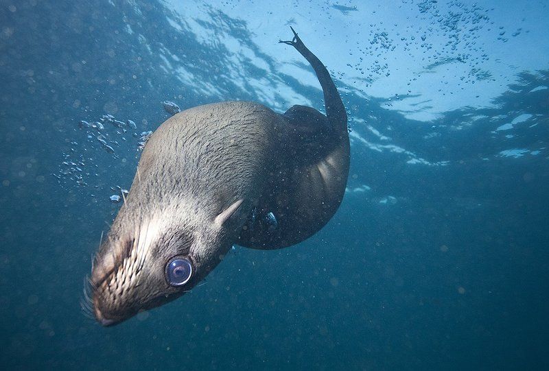 Морской котик, ЮАР Морской котик, ЮАР фото превью