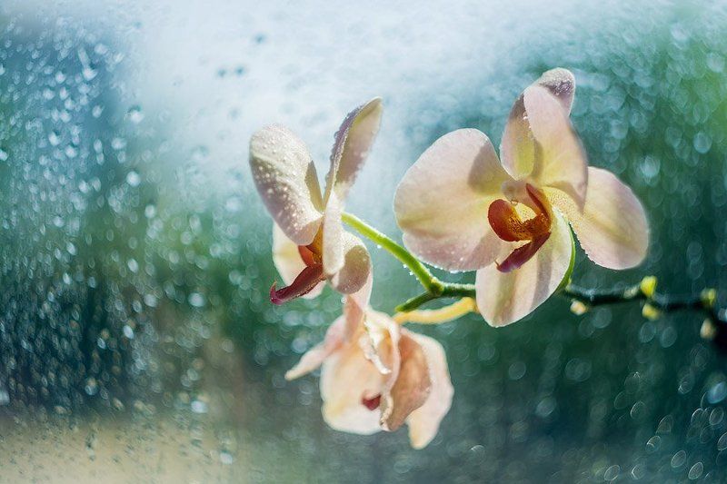 Утро фото превью