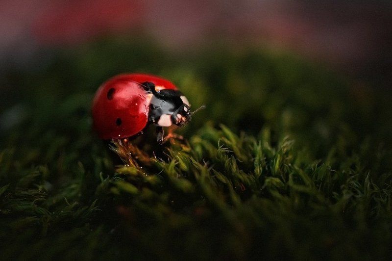 Красным по зеленому фото превью