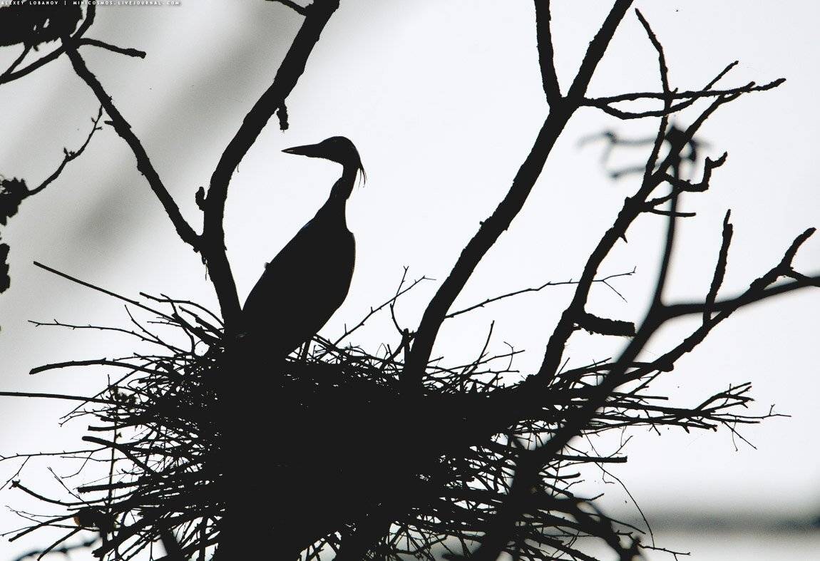 Серая цапля, Ярославская область, Алексей Лобанов